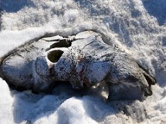 05A An Animal Skull On Our Archeological Walk On Bylot Island On Day 4 Of Floe Edge Adventure Nunavut Canada